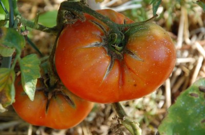 386.JPG (74.39 KiB) Osservato 630 volte 386.JPG