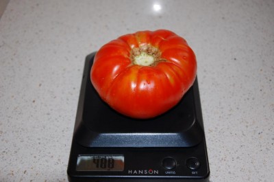 387.JPG (54.84 KiB) Osservato 630 volte 387.JPG