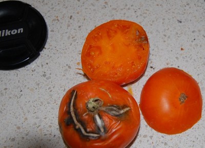 390.JPG (178.5 KiB) Osservato 623 volte 390.JPG