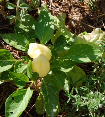 391.JPG (268.28 KiB) Osservato 620 volte 391.JPG