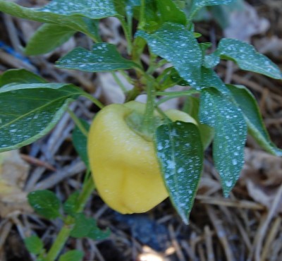 392.JPG (195.18 KiB) Osservato 620 volte 392.JPG