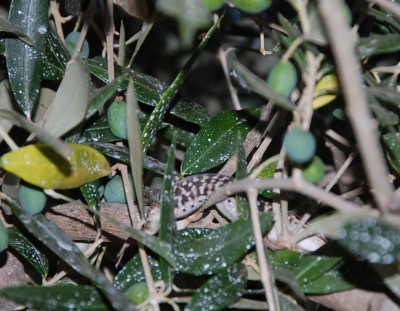 391.JPG (108.84 KiB) Osservato 618 volte 391.JPG