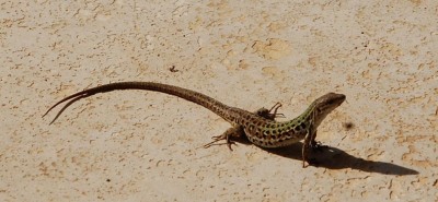 392.JPG (80.21 KiB) Osservato 618 volte 392.JPG