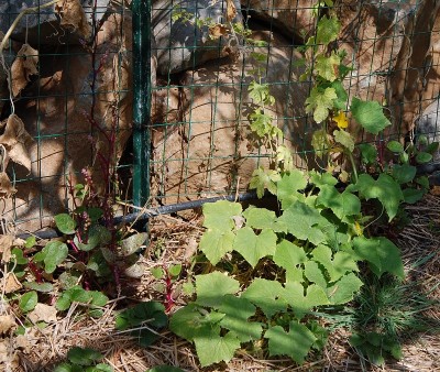 420.JPG (394.19 KiB) Osservato 607 volte 420.JPG