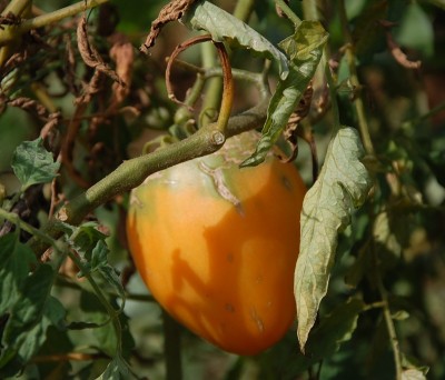 421.JPG (189.05 KiB) Osservato 607 volte 421.JPG