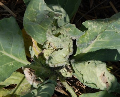 423.JPG (218.32 KiB) Osservato 607 volte 423.JPG