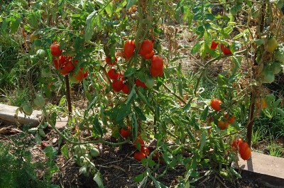 424.JPG (354.54 KiB) Osservato 758 volte 424.JPG