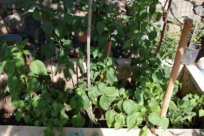 425.JPG (294.91 KiB) Osservato 758 volte 425.JPG