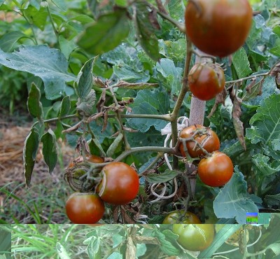 427.JPG (294.56 KiB) Osservato 758 volte 427.JPG