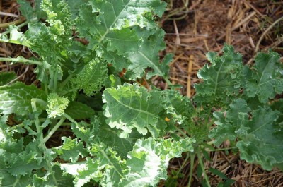 432.JPG (136.81 KiB) Osservato 667 volte 432.JPG