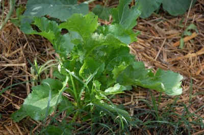 434.JPG (117.75 KiB) Osservato 667 volte 434.JPG