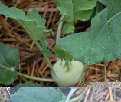 438.JPG (165.27 KiB) Osservato 665 volte 438.JPG