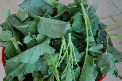 439.JPG (176.89 KiB) Osservato 665 volte 439.JPG