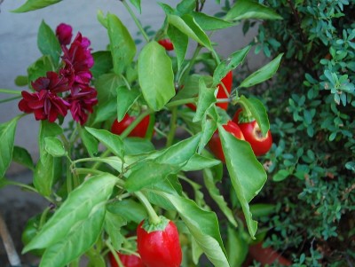 440.JPG (198.9 KiB) Osservato 665 volte 440.JPG