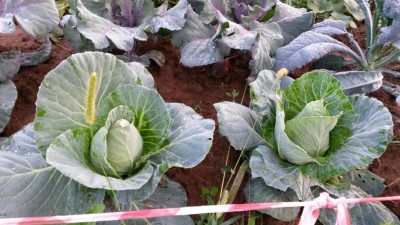 233.jpg (107.51 KiB) Osservato 670 volte 233.jpg