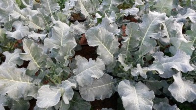 235.jpg (105.46 KiB) Osservato 670 volte 235.jpg