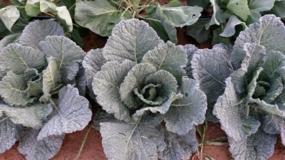 237.jpg (112.72 KiB) Osservato 667 volte 237.jpg