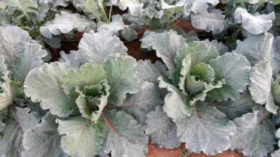 238.jpg (102.32 KiB) Osservato 667 volte 238.jpg