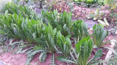 240.jpg (129.54 KiB) Osservato 667 volte 240.jpg