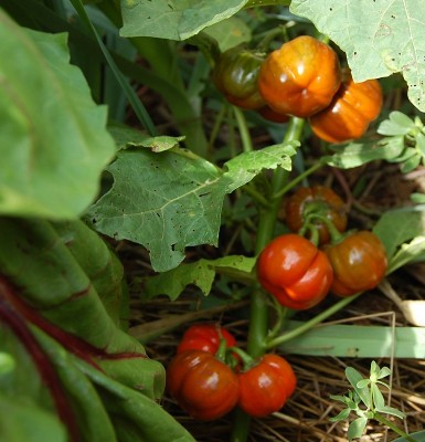 445.JPG (206.21 KiB) Osservato 647 volte 445.JPG