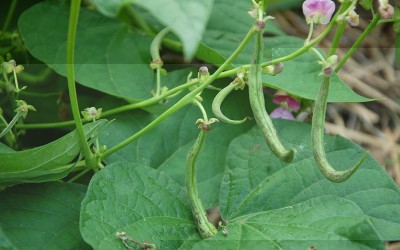 446.JPG (158.53 KiB) Osservato 647 volte 446.JPG