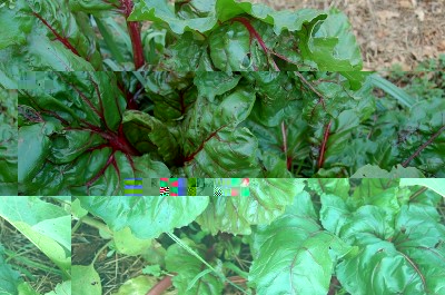 447.JPG (253.11 KiB) Osservato 647 volte 447.JPG