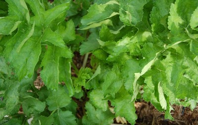 448.JPG (202.24 KiB) Osservato 647 volte 448.JPG