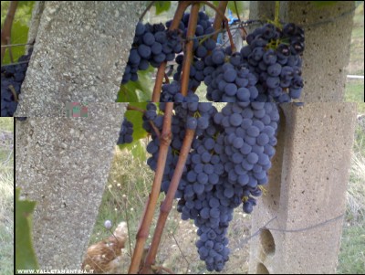 14092017sangiovese.jpg (215.72 KiB) Osservato 519 volte 14092017sangiovese.jpg