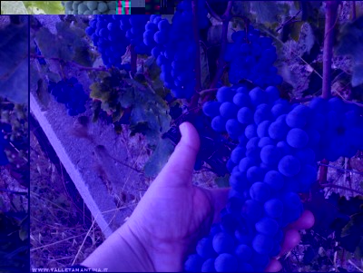 14092017sangiovese2.jpg (199.94 KiB) Osservato 519 volte 14092017sangiovese2.jpg