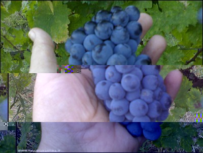 14092017sagrantino.jpg (183.95 KiB) Osservato 519 volte 14092017sagrantino.jpg