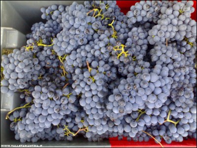 14092017uva-sangiovese.jpg (228.15 KiB) Osservato 519 volte 14092017uva-sangiovese.jpg