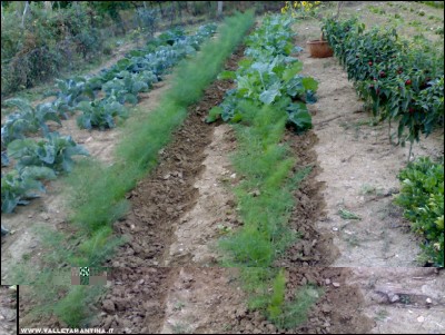 15092017orto-autunnale.jpg (262.33 KiB) Osservato 519 volte 15092017orto-autunnale.jpg