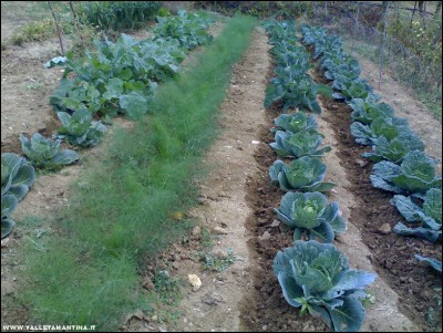 15092017cavoli-finocchi.jpg (309.05 KiB) Osservato 519 volte 15092017cavoli-finocchi.jpg