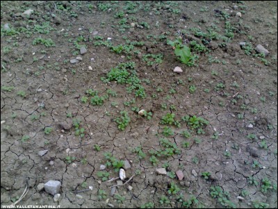 15092017cime-rapa.jpg (301.67 KiB) Osservato 519 volte 15092017cime-rapa.jpg