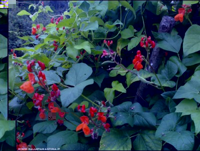 15092017fagioli-spagna.jpg (230.95 KiB) Osservato 516 volte 15092017fagioli-spagna.jpg