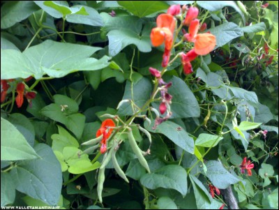 15092017fagioli-spagna2.jpg (220.98 KiB) Osservato 516 volte 15092017fagioli-spagna2.jpg