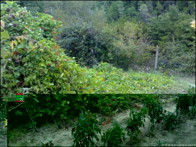 15092017fagioli.jpg (322.73 KiB) Osservato 516 volte 15092017fagioli.jpg