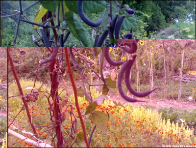 15092017fagiolini-viola.jpg (327.66 KiB) Osservato 516 volte 15092017fagiolini-viola.jpg