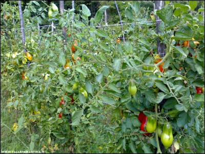 15092017pomodori.jpg (390.74 KiB) Osservato 513 volte 15092017pomodori.jpg
