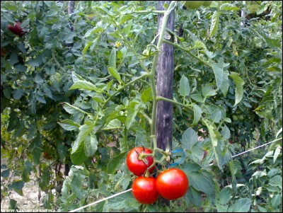 15092017pomodori2.jpg (313.86 KiB) Osservato 513 volte 15092017pomodori2.jpg
