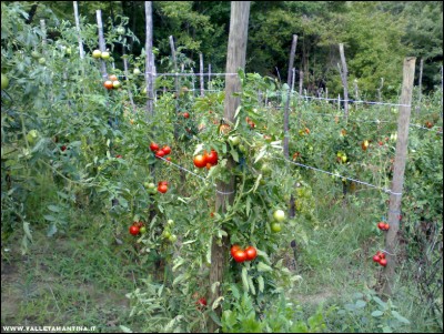 15092017pomodori3.jpg (332.1 KiB) Osservato 513 volte 15092017pomodori3.jpg