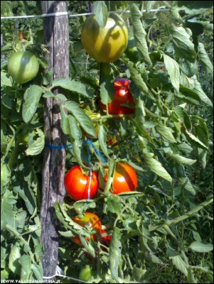 15092017pomodori4.jpg (277.78 KiB) Osservato 513 volte 15092017pomodori4.jpg