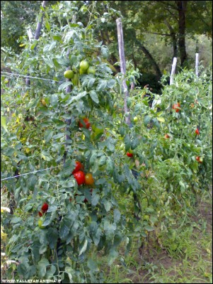 15092017pomodori5.jpg (336.82 KiB) Osservato 510 volte 15092017pomodori5.jpg