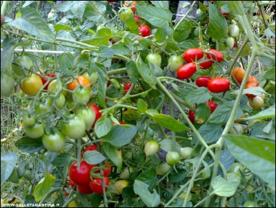 15092017fragolini-datterini.jpg (311.54 KiB) Osservato 510 volte 15092017fragolini-datterini.jpg