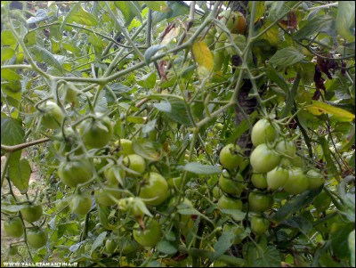 15092017fragolini.jpg (303.71 KiB) Osservato 510 volte 15092017fragolini.jpg