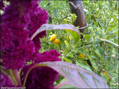 15092017amaranto-pomodorini.jpg (274.89 KiB) Osservato 510 volte 15092017amaranto-pomodorini.jpg