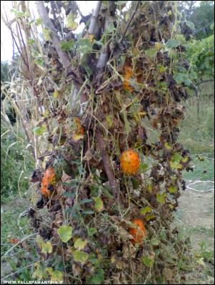 14092017kiwano.jpg (292.94 KiB) Osservato 509 volte 14092017kiwano.jpg