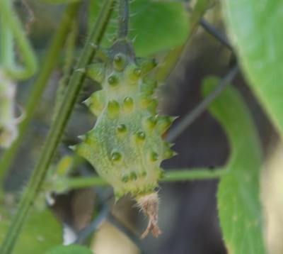 464.JPG (128.48 KiB) Osservato 754 volte 464.JPG