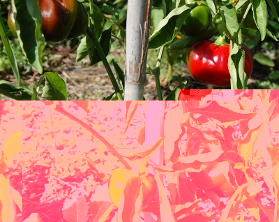 465.JPG (262.39 KiB) Osservato 754 volte 465.JPG