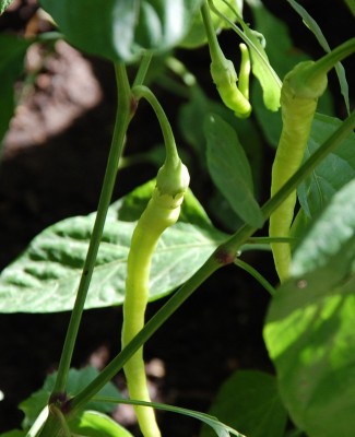 466.JPG (160.23 KiB) Osservato 754 volte 466.JPG